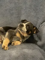 Koda, a female Australian Cattle Dog for sale in Hillsboro, WI – 4 of 5