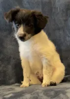 Millie, a female Jack Russell Terrier and Miniature Australian Shepherd for sale in Hillsboro, WI – 1 of 7