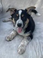 Benny, a male Australian Cattle Dog for sale in Hillsboro, WI – 5 of 5