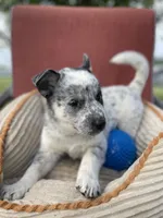 Pepper, a male Australian Cattle Dog for sale in Hillsboro, WI – 4 of 5