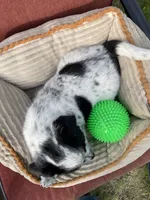 Kiki, a female Australian Cattle Dog for sale in Hillsboro, WI – 5 of 5