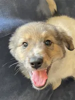 Libby, a female American Eskimo and Jack Russell Terrier for sale in Hillsboro, WI – 4 of 10