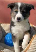 Dusty, a male Australian Cattle Dog and Border Collie for sale in Hillsboro, WI – 3 of 7