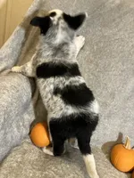 Blaze, a male Australian Cattle Dog and Border Collie for sale in Hillsboro, WI – Photo 5 of 5