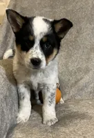 Blaze, a male Australian Cattle Dog and Border Collie for sale in Hillsboro, WI – Photo 4 of 5
