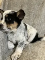 Blaze, a male Australian Cattle Dog and Border Collie for sale in Hillsboro, WI – Photo 2 of 5