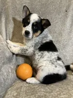 Blaze, a male Australian Cattle Dog and Border Collie for sale in Hillsboro, WI – Photo 3 of 5