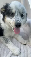 Ollie, a male Australian Cattle Dog for sale in Hillsboro, WI – 3 of 7