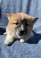 Daisy, a female Shiba Inu for sale in Hillsboro, WI – 5 of 5