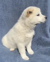 Mochi, a male Shiba Inu for sale in Hillsboro, WI – 4 of 6