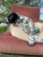 Dotty, a female Australian Cattle Dog for sale in Hillsboro, WI – 4 of 5