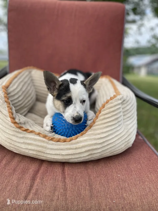 Lassie – Australian Cattle Dog puppy for sale in Hillsboro, WI