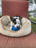 Lassie, a female Australian Cattle Dog for sale in Hillsboro, WI – 1 of 5