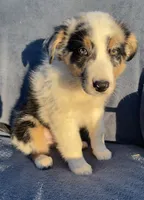 Ranger, a male Australian Shepherd for sale in Hillsboro, WI – 5 of 6