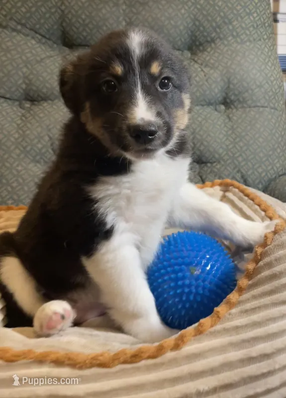 Dakota  – Australian Cattle Dog, Border Collie puppy for sale in Hillsboro, WI