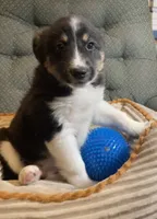 Dakota , a female Australian Cattle Dog and Border Collie for sale in Hillsboro, WI – 1 of 6