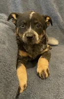 Tilly, a female Australian Cattle Dog for sale in Hillsboro, WI – 5 of 5