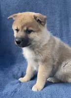 Teddy, a male Shiba Inu for sale in Hillsboro, WI – 3 of 5