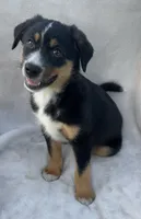 Chippy, a male Australian Cattle Dog for sale in Hillsboro, WI – 5 of 6