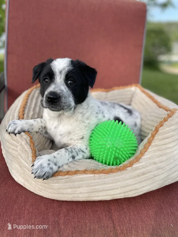 Kiki – Australian Cattle Dog puppy for sale in Hillsboro, WI