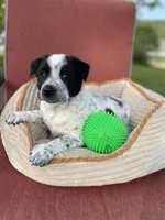 Kiki, a female Australian Cattle Dog for sale in Hillsboro, WI – 1 of 5