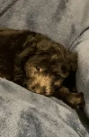 Hazel , a female English Shepherd and Poodle - Miniature  for sale in Hillsboro, WI – 6 of 6