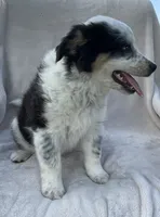 Ollie, a male Australian Cattle Dog for sale in Hillsboro, WI – 7 of 7
