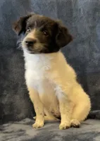 Millie, a female American Eskimo and Jack Russell Terrier for sale in Hillsboro, WI – 10 of 10