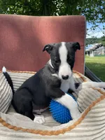 Remi, a male Australian Cattle Dog and Border Collie for sale in Hillsboro, WI – 4 of 8