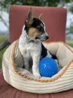 Skippy , a male Australian Cattle Dog for sale in Hillsboro, WI – 4 of 5