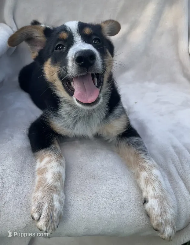 Benny – Australian Cattle Dog puppy for sale in Hillsboro, WI