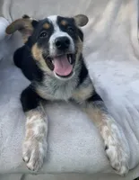 Benny, a male Australian Cattle Dog for sale in Hillsboro, WI – 1 of 5