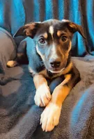 Cody, a male Australian Cattle Dog and Border Collie for sale in Hillsboro, WI – 3 of 5