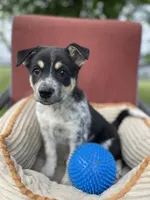 Lady, a female Australian Cattle Dog for sale in Hillsboro, WI – 3 of 5