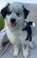 Ollie, a male Australian Cattle Dog for sale in Hillsboro, WI – 1 of 7