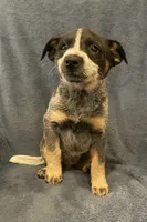 Koda, a female Australian Cattle Dog for sale in Hillsboro, WI – 2 of 5