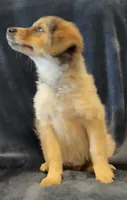 Libby, a female American Eskimo and Jack Russell Terrier for sale in Hillsboro, WI – 9 of 10