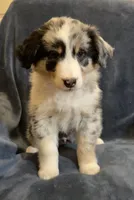 Aurora, a female Australian Shepherd for sale in Hillsboro, WI – Photo 1 of 5