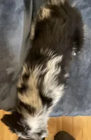 Aurora, a female Australian Shepherd for sale in Hillsboro, WI – Photo 5 of 5