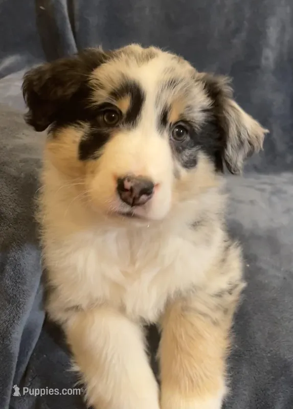 Aurora – Australian Shepherd puppy for sale in Hillsboro, WI
