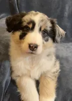 Aurora, a female Australian Shepherd for sale in Hillsboro, WI – Photo 2 of 5