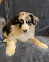 Aurora, a female Australian Shepherd for sale in Hillsboro, WI – Photo 4 of 5