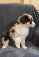 Aurora, a female Australian Shepherd for sale in Hillsboro, WI – Photo 3 of 5