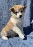 Misty, a female Shiba Inu for sale in Hillsboro, WI – 3 of 5
