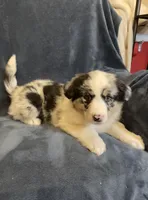 Alexis, a female Australian Shepherd for sale in Hillsboro, WI – Photo 1 of 5