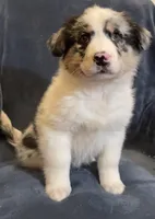 Alexis, a female Australian Shepherd for sale in Hillsboro, WI – Photo 2 of 5