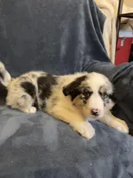 Alexis, a female Australian Shepherd for sale in Hillsboro, WI – Photo 4 of 5