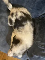 Alexis, a female Australian Shepherd for sale in Hillsboro, WI – Photo 5 of 5