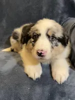 Alexis, a female Australian Shepherd for sale in Hillsboro, WI – Photo 3 of 5