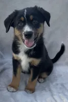 Chippy, a male Australian Cattle Dog for sale in Hillsboro, WI – 4 of 6